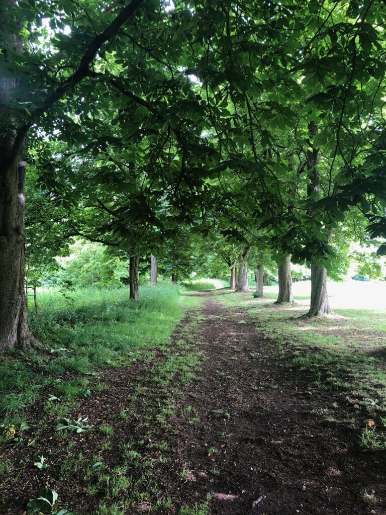 Leafy Trail